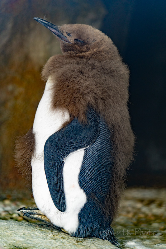 オウサマペンギンの赤ちゃんのモコモコが 仙台うみの杜水族館 Life With Photo