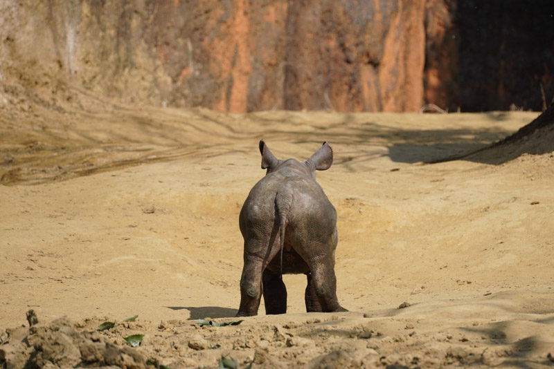 八木山動物公園 クロサイの赤ちゃんが可愛すぎます Life With Photo