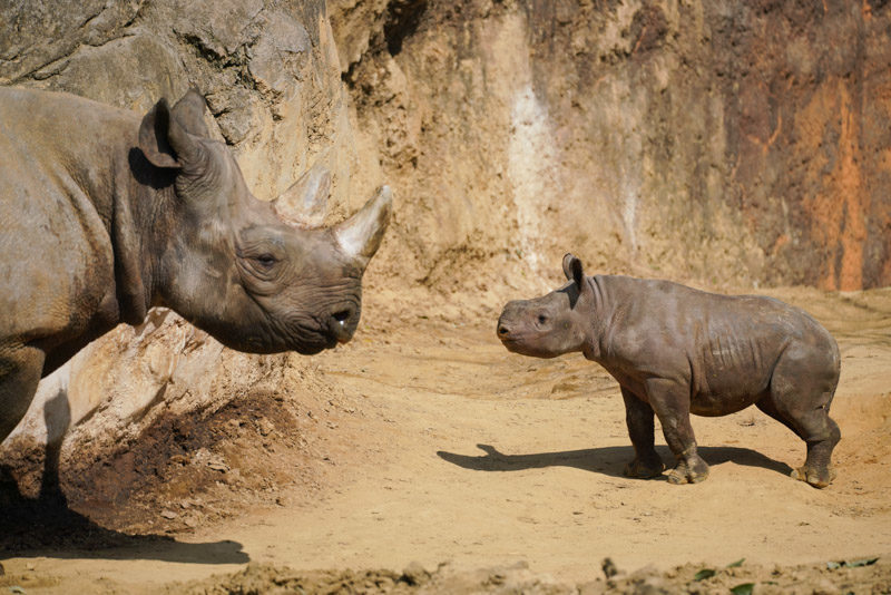 八木山動物公園 クロサイの赤ちゃんが可愛すぎます Life With Photo