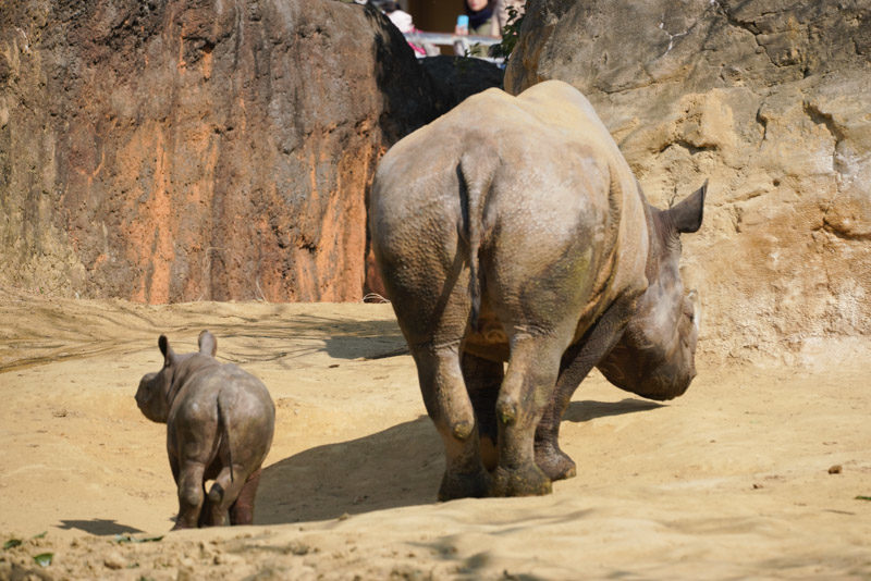 八木山動物公園 クロサイの赤ちゃんが可愛すぎます Life With Photo
