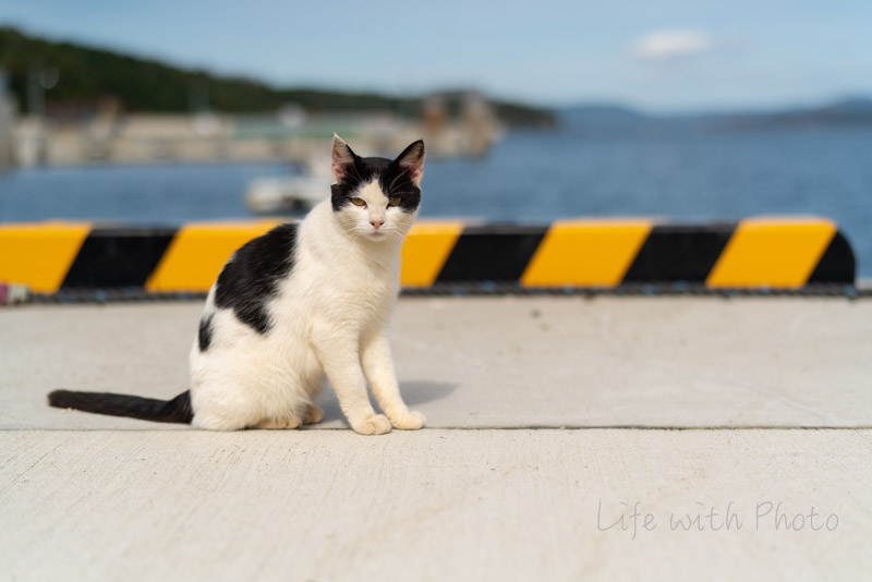 ねこの楽園 田代島へ 大泊港 In 仁斗田港 Outで行ってきました Life With Photo
