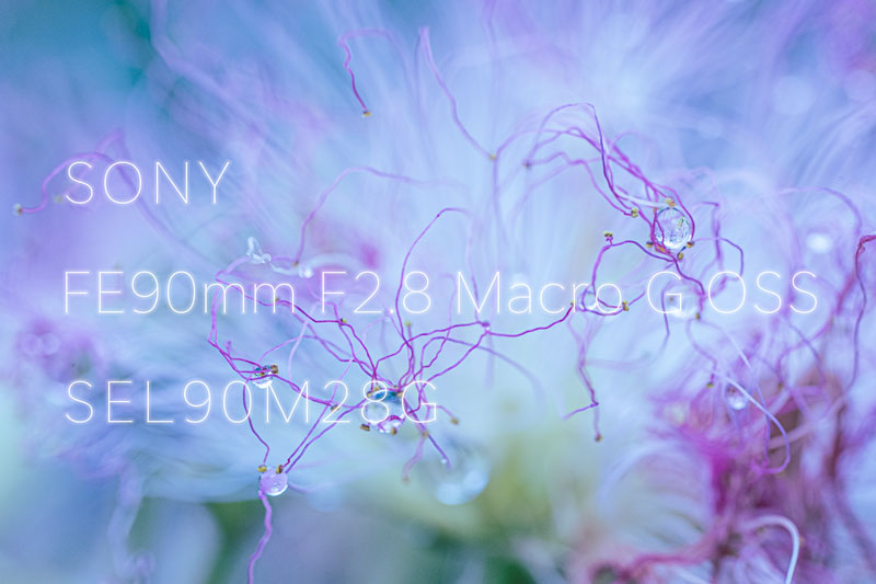 SONY マクロレンズ FE 90mm F2.8 Macro G OSS レビュー | Life with Photo